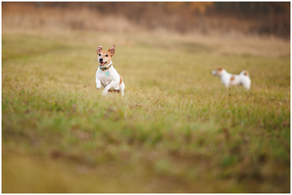 Cloe PRINCESSIN CONI - TOLA - Hodowla Jack Russell Terrier Z Todrykowa.  Cechy charakterystyczne: budowa lekka, drobnokoścista, zwinna i bardzo skoczna, nieprzeciętny charakter, zadziorny i typowy dla teriera temperament