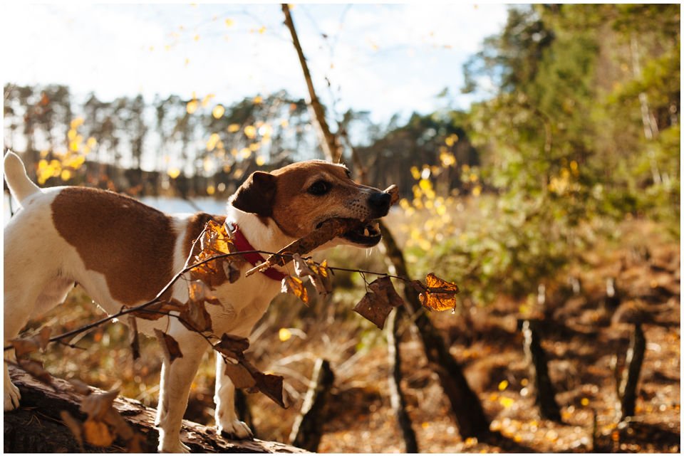 Cloe PRINCESSIN CONI - TOLA - Hodowla Jack Russell Terrier Z Todrykowa.  Cechy charakterystyczne: budowa lekka, drobnokoścista, zwinna i bardzo skoczna, nieprzeciętny charakter, zadziorny i typowy dla teriera temperament