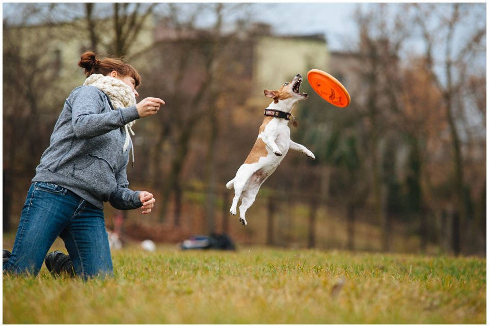 Cloe PRINCESSIN CONI - TOLA - Hodowla Jack Russell Terrier Z Todrykowa.  Cechy charakterystyczne: budowa lekka, drobnokoścista, zwinna i bardzo skoczna, nieprzeciętny charakter, zadziorny i typowy dla teriera temperament