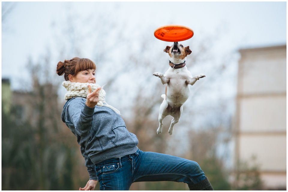 Cloe PRINCESSIN CONI - TOLA - Hodowla Jack Russell Terrier Z Todrykowa.  Cechy charakterystyczne: budowa lekka, drobnokoścista, zwinna i bardzo skoczna, nieprzeciętny charakter, zadziorny i typowy dla teriera temperament