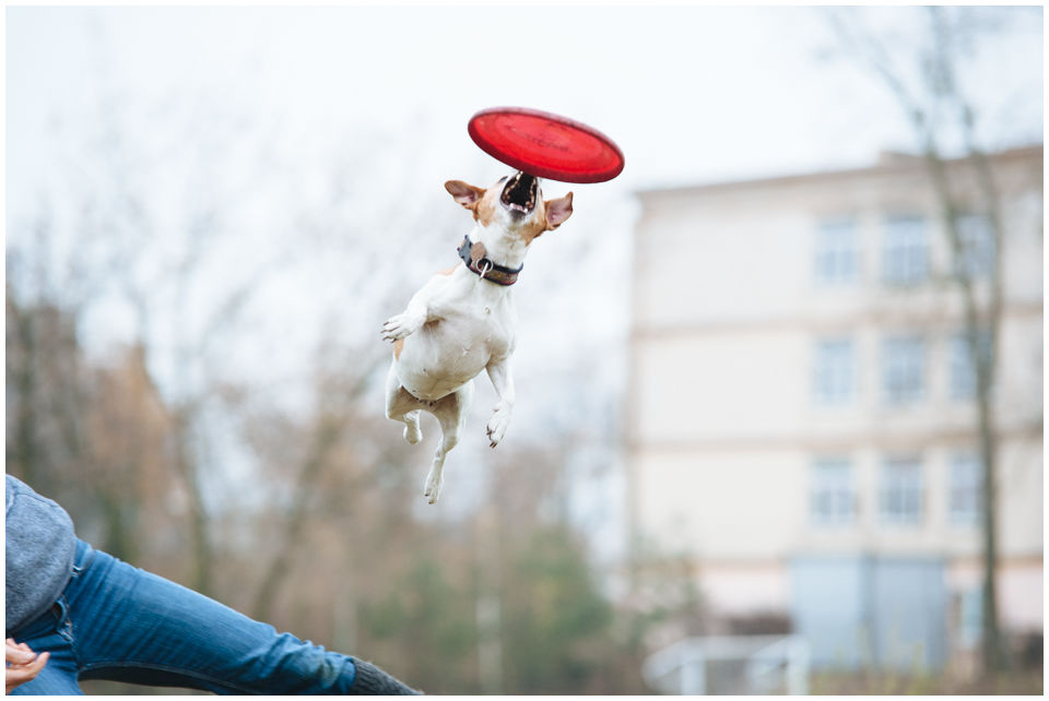 Cloe PRINCESSIN CONI - TOLA - Hodowla Jack Russell Terrier Z Todrykowa.  Cechy charakterystyczne: budowa lekka, drobnokoścista, zwinna i bardzo skoczna, nieprzeciętny charakter, zadziorny i typowy dla teriera temperament