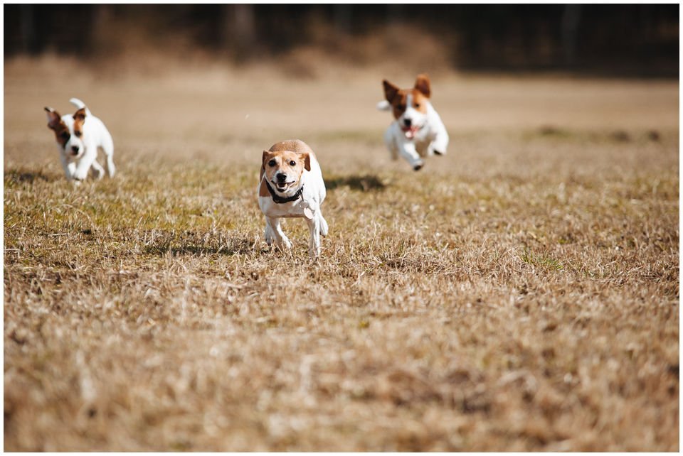 Cloe PRINCESSIN CONI - TOLA - Hodowla Jack Russell Terrier Z Todrykowa.  Cechy charakterystyczne: budowa lekka, drobnokoścista, zwinna i bardzo skoczna, nieprzeciętny charakter, zadziorny i typowy dla teriera temperament