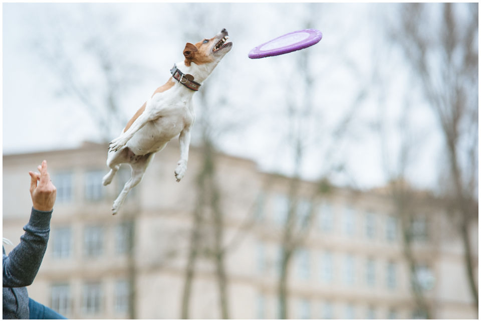 Cloe PRINCESSIN CONI - TOLA - Hodowla Jack Russell Terrier Z Todrykowa.  Cechy charakterystyczne: budowa lekka, drobnokoścista, zwinna i bardzo skoczna, nieprzeciętny charakter, zadziorny i typowy dla teriera temperament