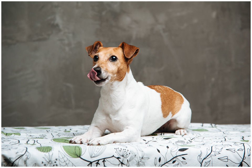 Cloe PRINCESSIN CONI - TOLA - Hodowla Jack Russell Terrier Z Todrykowa.  Cechy charakterystyczne: budowa lekka, drobnokoścista, zwinna i bardzo skoczna, nieprzeciętny charakter, zadziorny i typowy dla teriera temperament