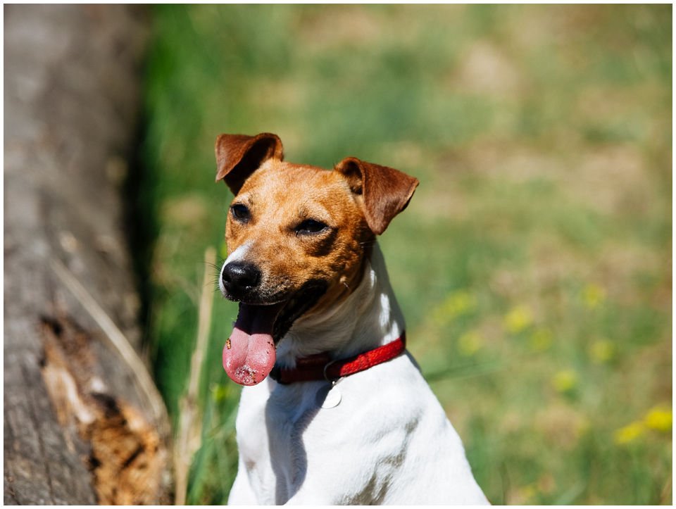 Cloe PRINCESSIN CONI - TOLA - Hodowla Jack Russell Terrier Z Todrykowa.  Cechy charakterystyczne: budowa lekka, drobnokoścista, zwinna i bardzo skoczna, nieprzeciętny charakter, zadziorny i typowy dla teriera temperament