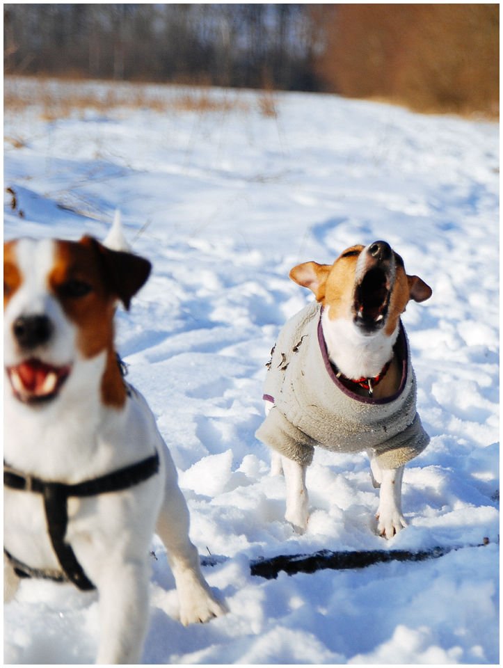 Cloe PRINCESSIN CONI - TOLA - Hodowla Jack Russell Terrier Z Todrykowa.  Cechy charakterystyczne: budowa lekka, drobnokoścista, zwinna i bardzo skoczna, nieprzeciętny charakter, zadziorny i typowy dla teriera temperament