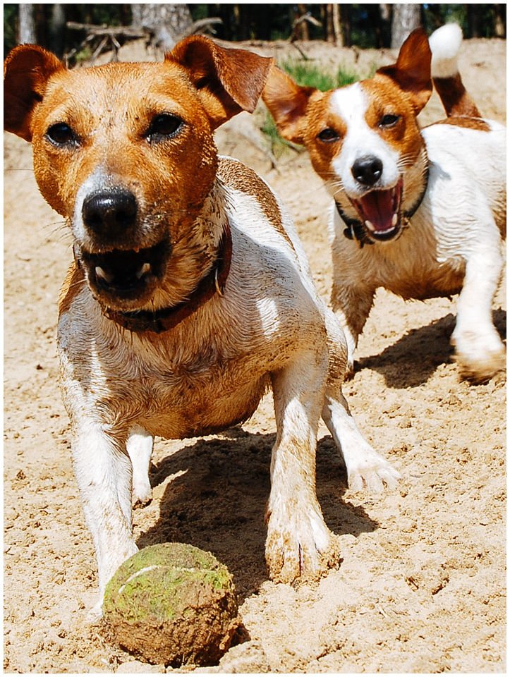 Cloe PRINCESSIN CONI - TOLA - Hodowla Jack Russell Terrier Z Todrykowa.  Cechy charakterystyczne: budowa lekka, drobnokoścista, zwinna i bardzo skoczna, nieprzeciętny charakter, zadziorny i typowy dla teriera temperament