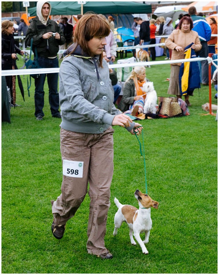 Cloe PRINCESSIN CONI - TOLA - Hodowla Jack Russell Terrier Z Todrykowa.  Cechy charakterystyczne: budowa lekka, drobnokoścista, zwinna i bardzo skoczna, nieprzeciętny charakter, zadziorny i typowy dla teriera temperament