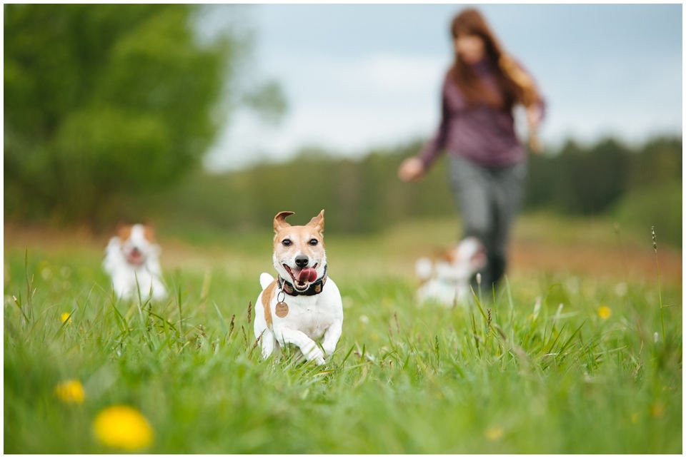 Cloe PRINCESSIN CONI - TOLA - Hodowla Jack Russell Terrier Z Todrykowa.  Cechy charakterystyczne: budowa lekka, drobnokoścista, zwinna i bardzo skoczna, nieprzeciętny charakter, zadziorny i typowy dla teriera temperament