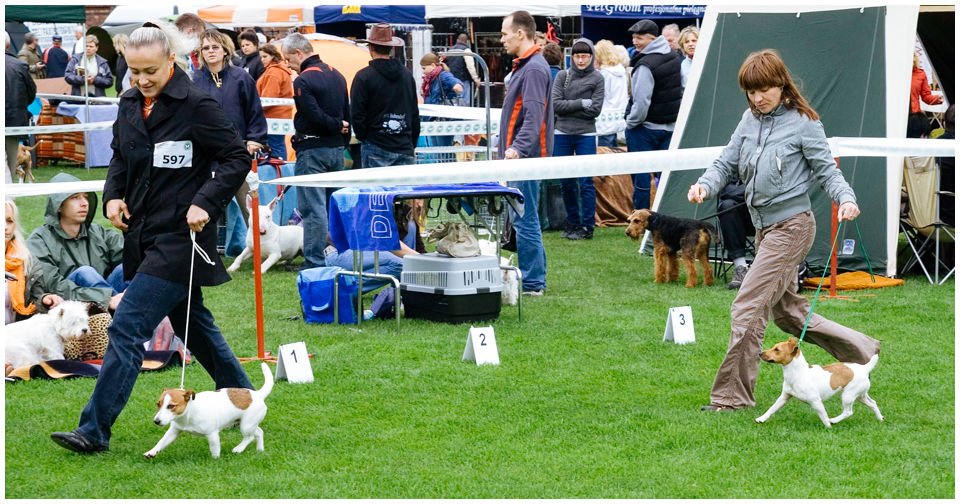 Cloe PRINCESSIN CONI - TOLA - Hodowla Jack Russell Terrier Z Todrykowa.  Cechy charakterystyczne: budowa lekka, drobnokoścista, zwinna i bardzo skoczna, nieprzeciętny charakter, zadziorny i typowy dla teriera temperament