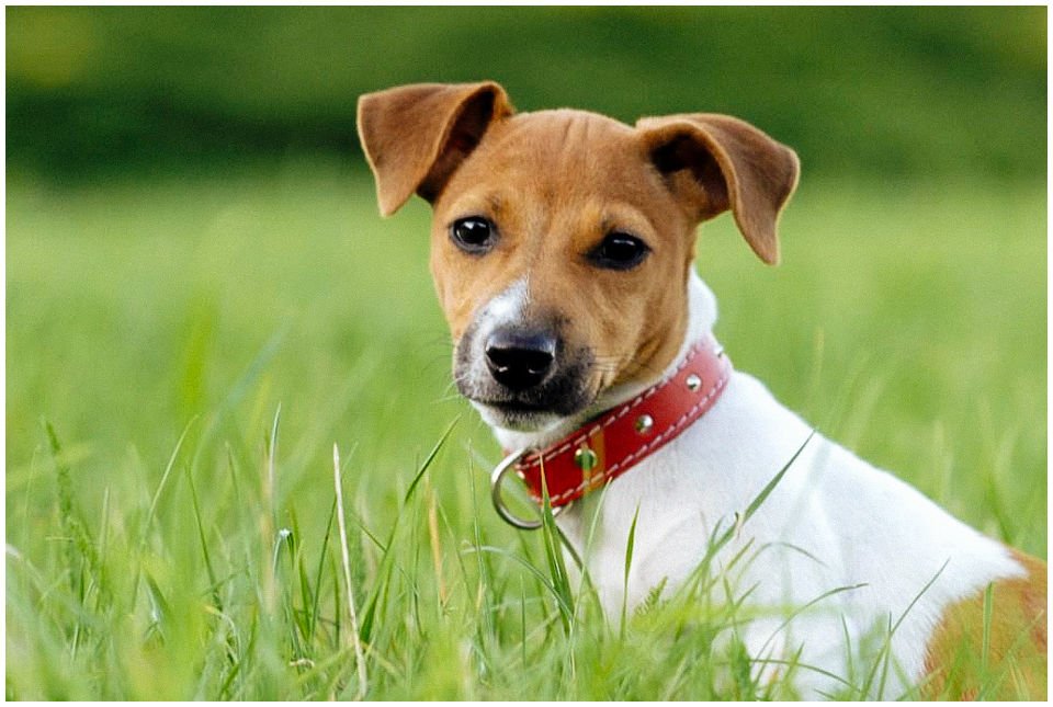 Cloe PRINCESSIN CONI - TOLA - Hodowla Jack Russell Terrier Z Todrykowa.  Cechy charakterystyczne: budowa lekka, drobnokoścista, zwinna i bardzo skoczna, nieprzeciętny charakter, zadziorny i typowy dla teriera temperament