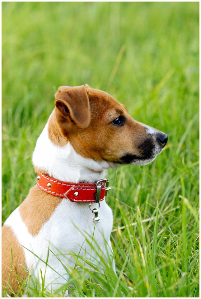 Cloe PRINCESSIN CONI - TOLA - Hodowla Jack Russell Terrier Z Todrykowa.  Cechy charakterystyczne: budowa lekka, drobnokoścista, zwinna i bardzo skoczna, nieprzeciętny charakter, zadziorny i typowy dla teriera temperament