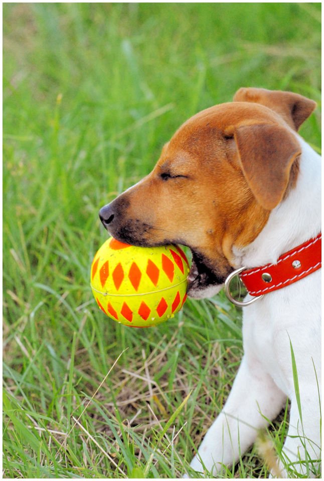 Cloe PRINCESSIN CONI - TOLA - Hodowla Jack Russell Terrier Z Todrykowa.  Cechy charakterystyczne: budowa lekka, drobnokoścista, zwinna i bardzo skoczna, nieprzeciętny charakter, zadziorny i typowy dla teriera temperament