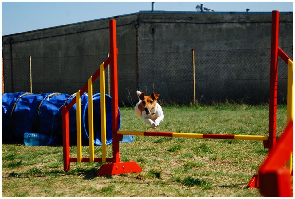 Cloe PRINCESSIN CONI - TOLA - Hodowla Jack Russell Terrier Z Todrykowa.  Cechy charakterystyczne: budowa lekka, drobnokoścista, zwinna i bardzo skoczna, nieprzeciętny charakter, zadziorny i typowy dla teriera temperament