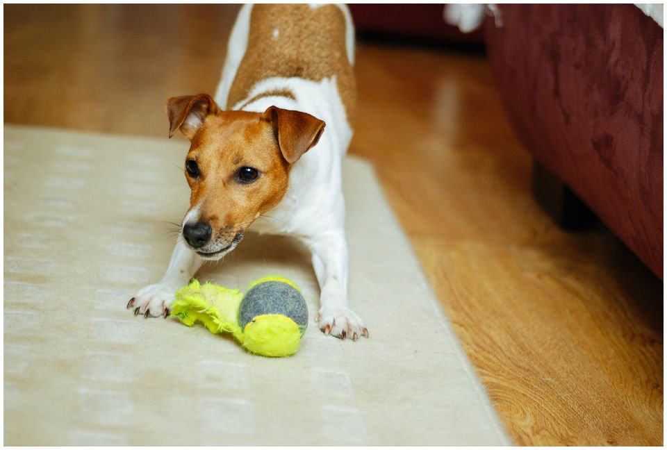 Cloe PRINCESSIN CONI - TOLA - Hodowla Jack Russell Terrier Z Todrykowa.  Cechy charakterystyczne: budowa lekka, drobnokoścista, zwinna i bardzo skoczna, nieprzeciętny charakter, zadziorny i typowy dla teriera temperament