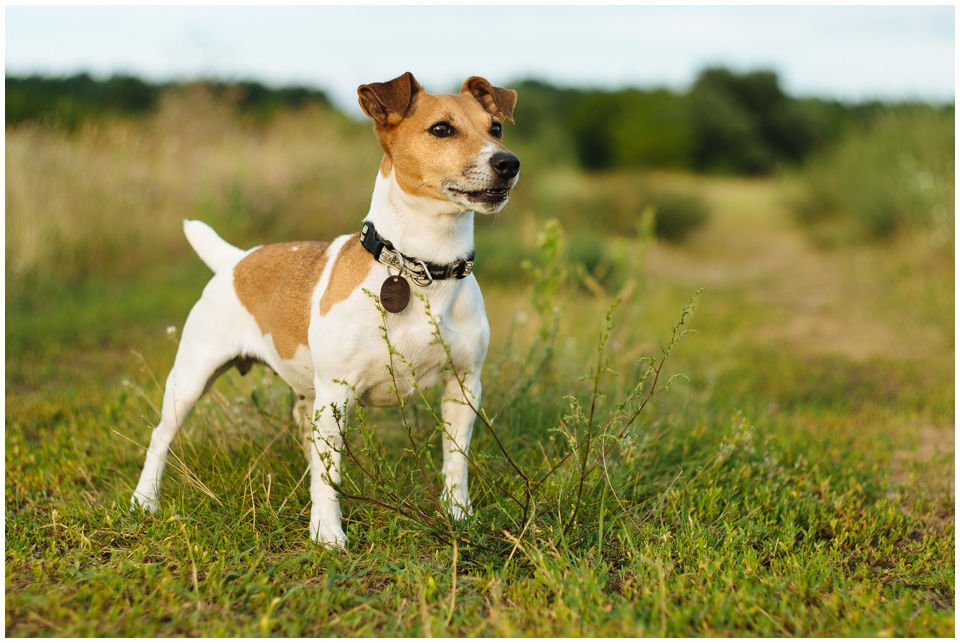 Cloe PRINCESSIN CONI - TOLA - Hodowla Jack Russell Terrier Z Todrykowa.  Cechy charakterystyczne: budowa lekka, drobnokoścista, zwinna i bardzo skoczna, nieprzeciętny charakter, zadziorny i typowy dla teriera temperament