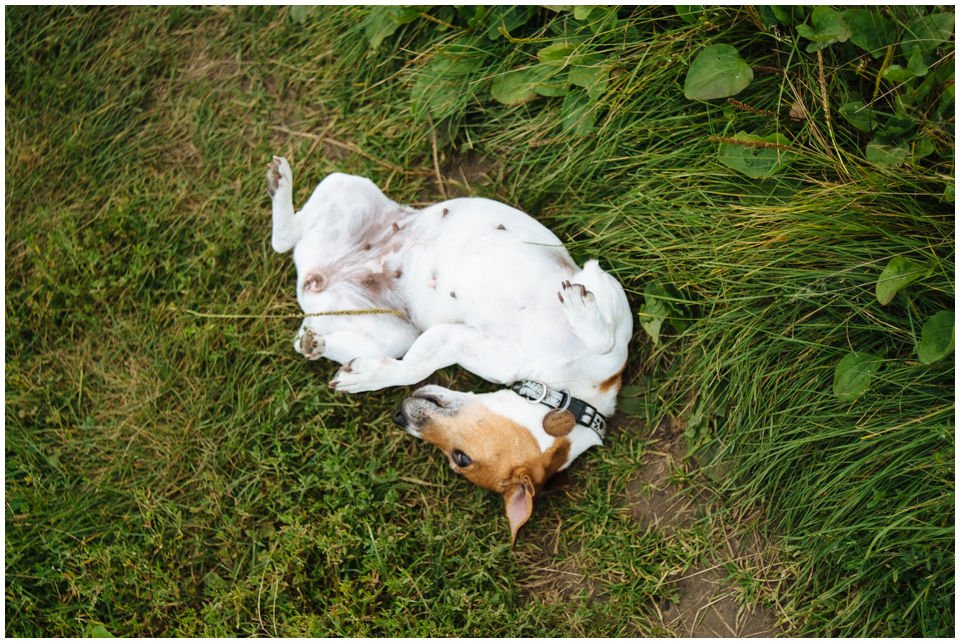 Cloe PRINCESSIN CONI - TOLA - Hodowla Jack Russell Terrier Z Todrykowa.  Cechy charakterystyczne: budowa lekka, drobnokoścista, zwinna i bardzo skoczna, nieprzeciętny charakter, zadziorny i typowy dla teriera temperament