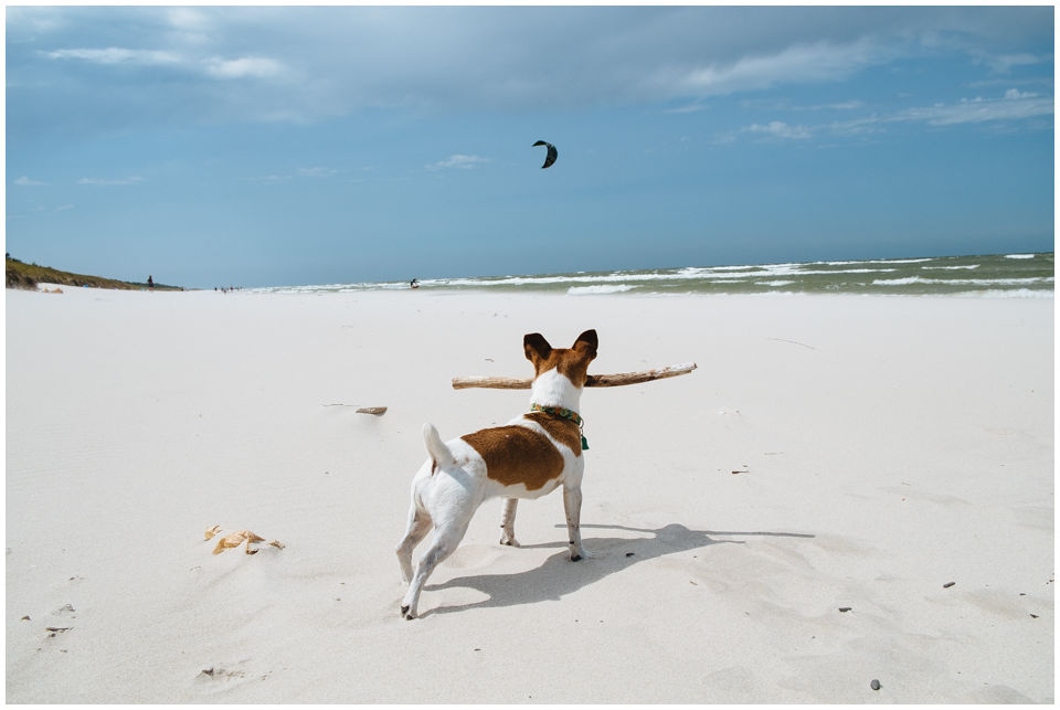 Cloe PRINCESSIN CONI - TOLA - Hodowla Jack Russell Terrier Z Todrykowa.  Cechy charakterystyczne: budowa lekka, drobnokoścista, zwinna i bardzo skoczna, nieprzeciętny charakter, zadziorny i typowy dla teriera temperament
