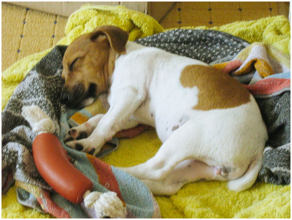 Cloe PRINCESSIN CONI - TOLA - Hodowla Jack Russell Terrier Z Todrykowa.  Cechy charakterystyczne: budowa lekka, drobnokoścista, zwinna i bardzo skoczna, nieprzeciętny charakter, zadziorny i typowy dla teriera temperament