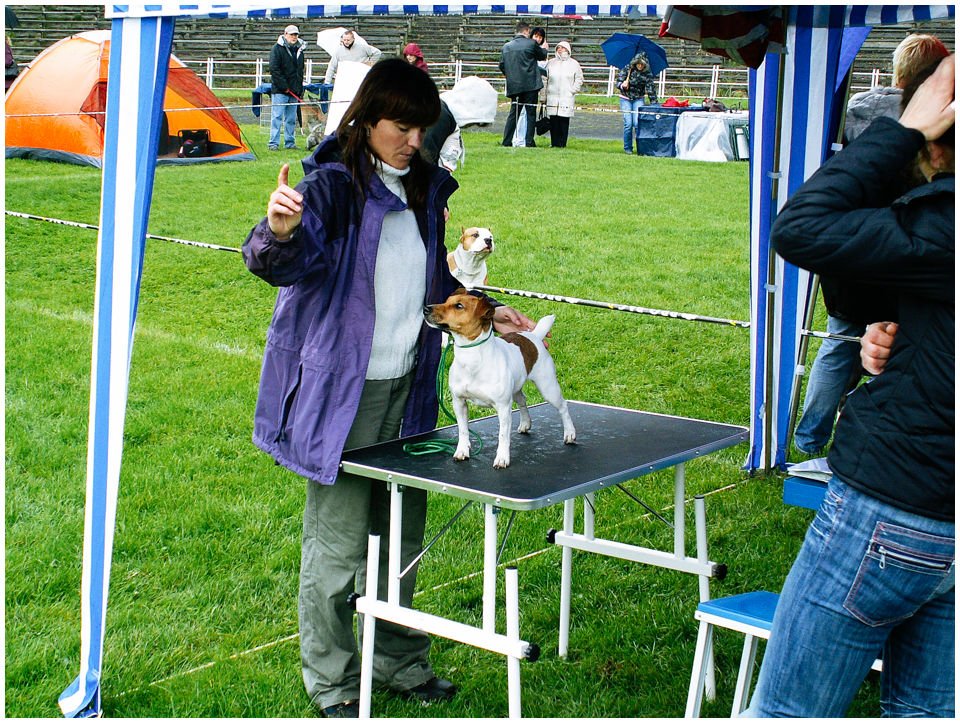 Cloe PRINCESSIN CONI - TOLA - Hodowla Jack Russell Terrier Z Todrykowa.  Cechy charakterystyczne: budowa lekka, drobnokoścista, zwinna i bardzo skoczna, nieprzeciętny charakter, zadziorny i typowy dla teriera temperament