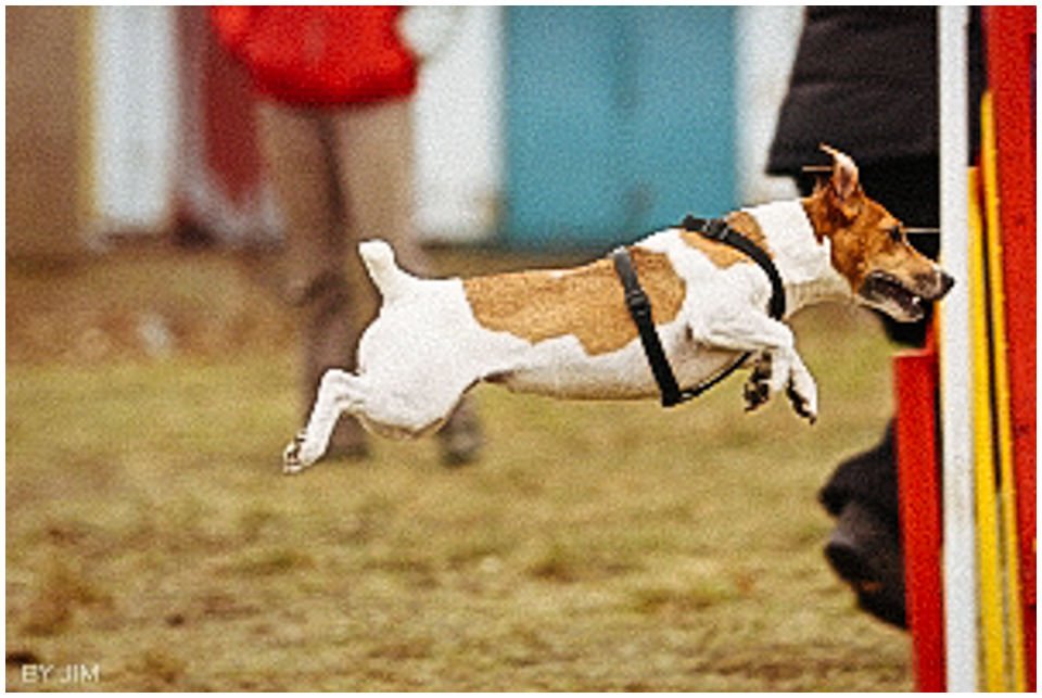 Cloe PRINCESSIN CONI - TOLA - Hodowla Jack Russell Terrier Z Todrykowa.  Cechy charakterystyczne: budowa lekka, drobnokoścista, zwinna i bardzo skoczna, nieprzeciętny charakter, zadziorny i typowy dla teriera temperament