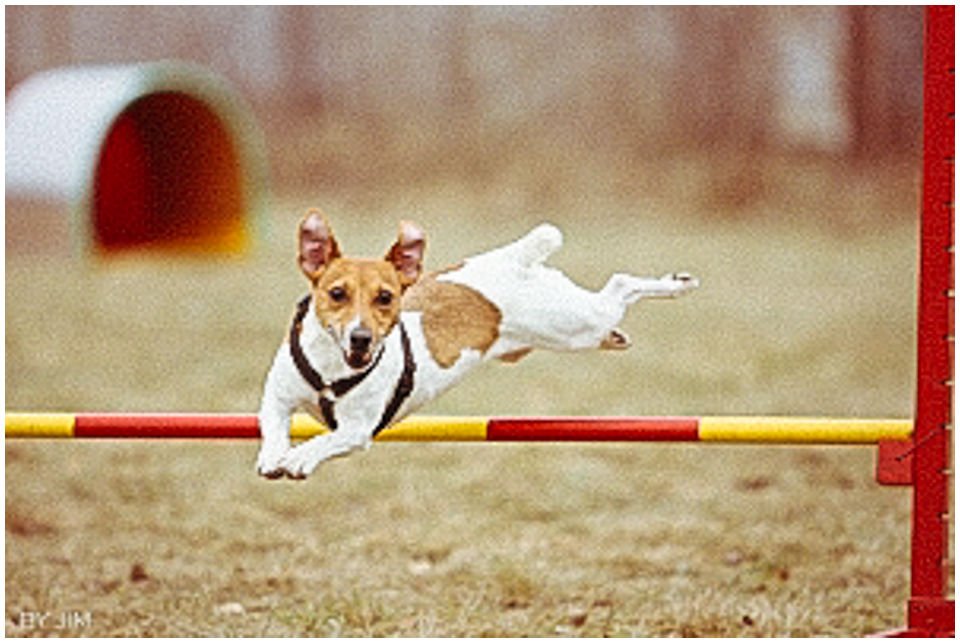 Cloe PRINCESSIN CONI - TOLA - Hodowla Jack Russell Terrier Z Todrykowa.  Cechy charakterystyczne: budowa lekka, drobnokoścista, zwinna i bardzo skoczna, nieprzeciętny charakter, zadziorny i typowy dla teriera temperament