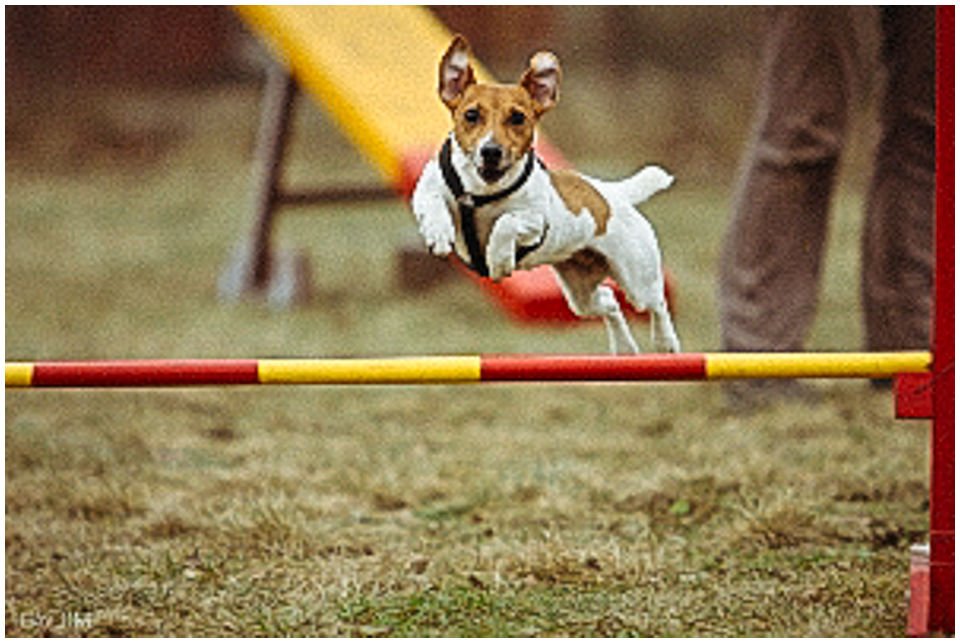 Cloe PRINCESSIN CONI - TOLA - Hodowla Jack Russell Terrier Z Todrykowa.  Cechy charakterystyczne: budowa lekka, drobnokoścista, zwinna i bardzo skoczna, nieprzeciętny charakter, zadziorny i typowy dla teriera temperament