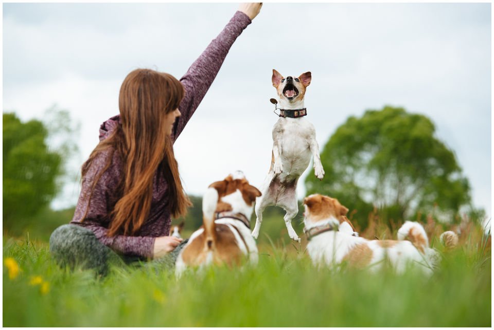 Cloe PRINCESSIN CONI - TOLA - Hodowla Jack Russell Terrier Z Todrykowa.  Cechy charakterystyczne: budowa lekka, drobnokoścista, zwinna i bardzo skoczna, nieprzeciętny charakter, zadziorny i typowy dla teriera temperament
