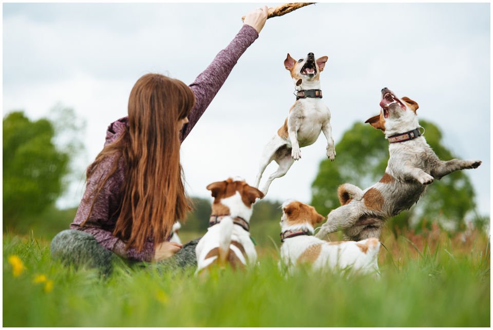 Cloe PRINCESSIN CONI - TOLA - Hodowla Jack Russell Terrier Z Todrykowa.  Cechy charakterystyczne: budowa lekka, drobnokoścista, zwinna i bardzo skoczna, nieprzeciętny charakter, zadziorny i typowy dla teriera temperament