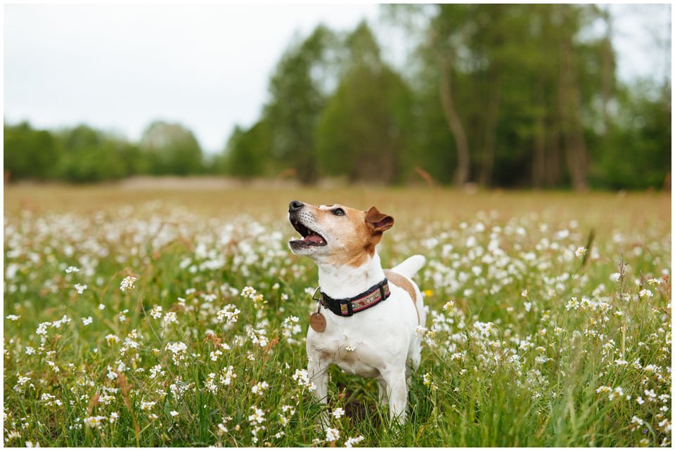 Cloe PRINCESSIN CONI - TOLA - Hodowla Jack Russell Terrier Z Todrykowa.  Cechy charakterystyczne: budowa lekka, drobnokoścista, zwinna i bardzo skoczna, nieprzeciętny charakter, zadziorny i typowy dla teriera temperament