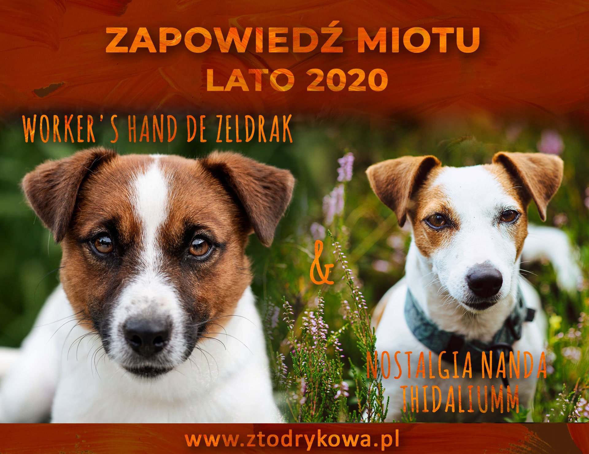 Hodowla Jack Russell Terrier z Todrykowa
