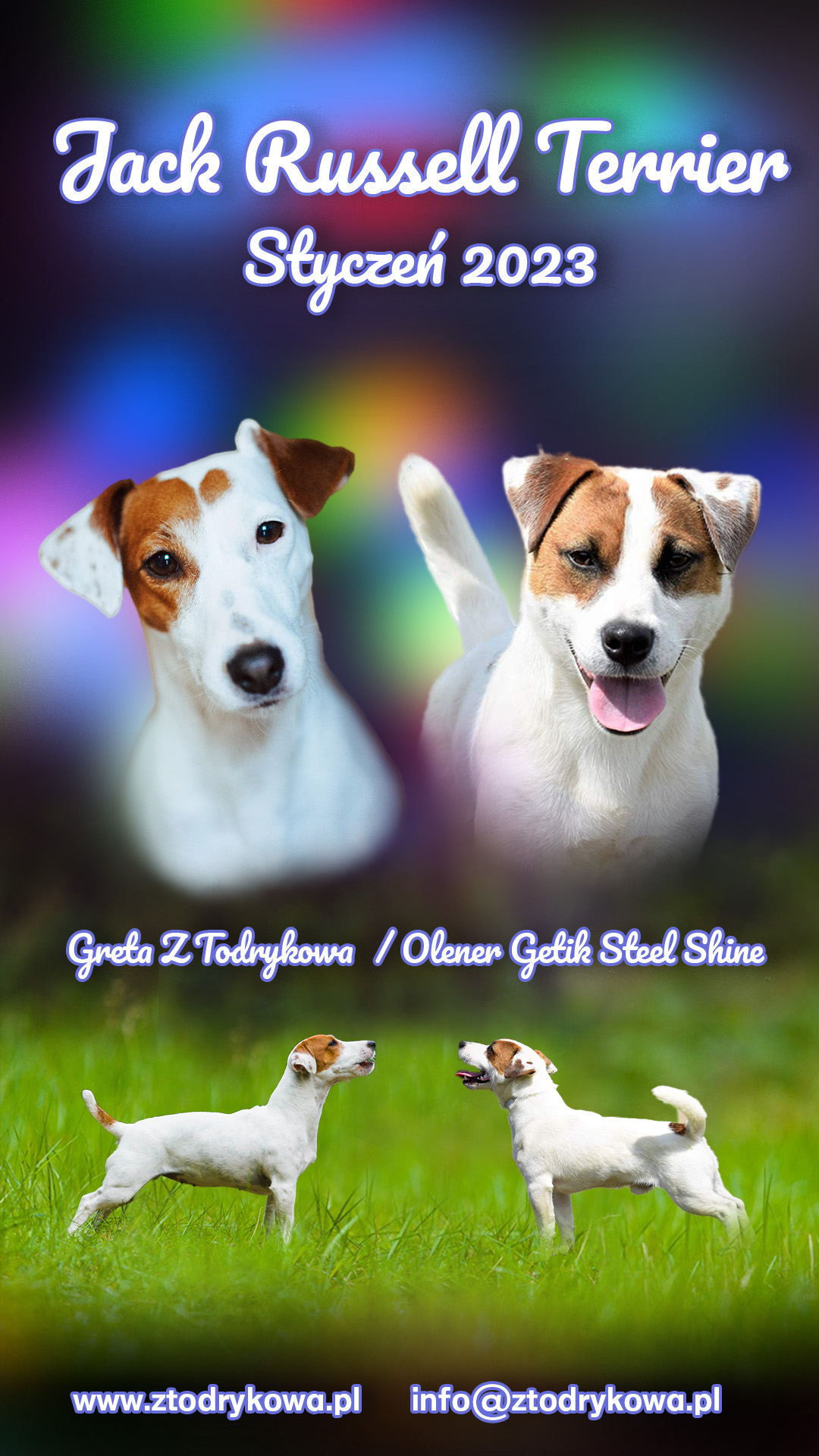 Hodowla z Todrykowa Jack Rusell Terrier