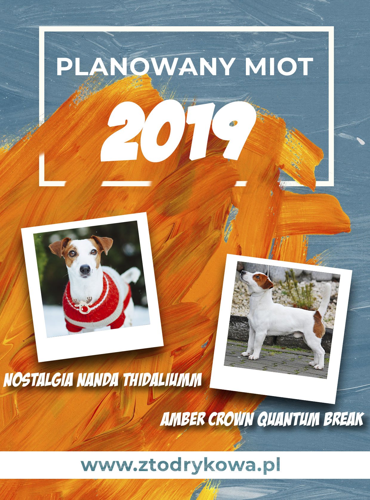 Hodowla z Todrykowa Jack Russell Terrier zapowiedz Figa Quantum